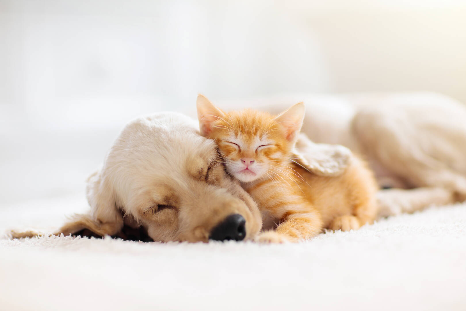 River West Animal Hospital