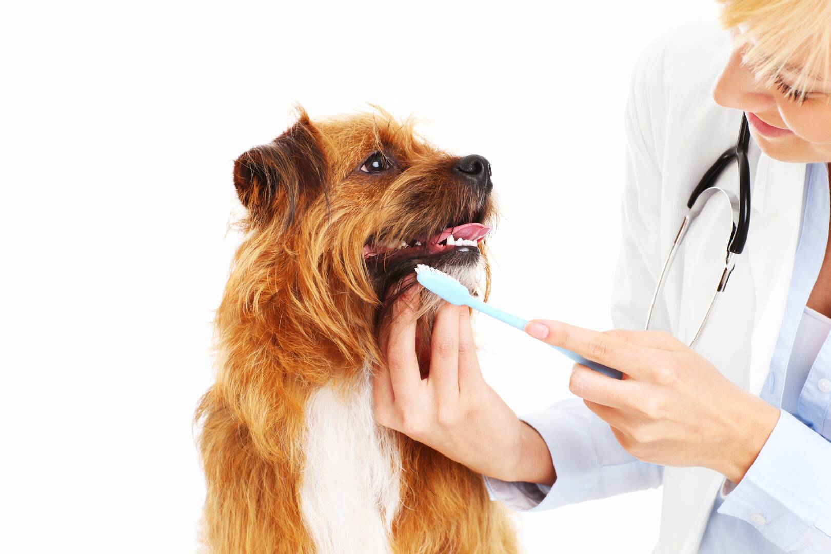 Angel Pet Hospital