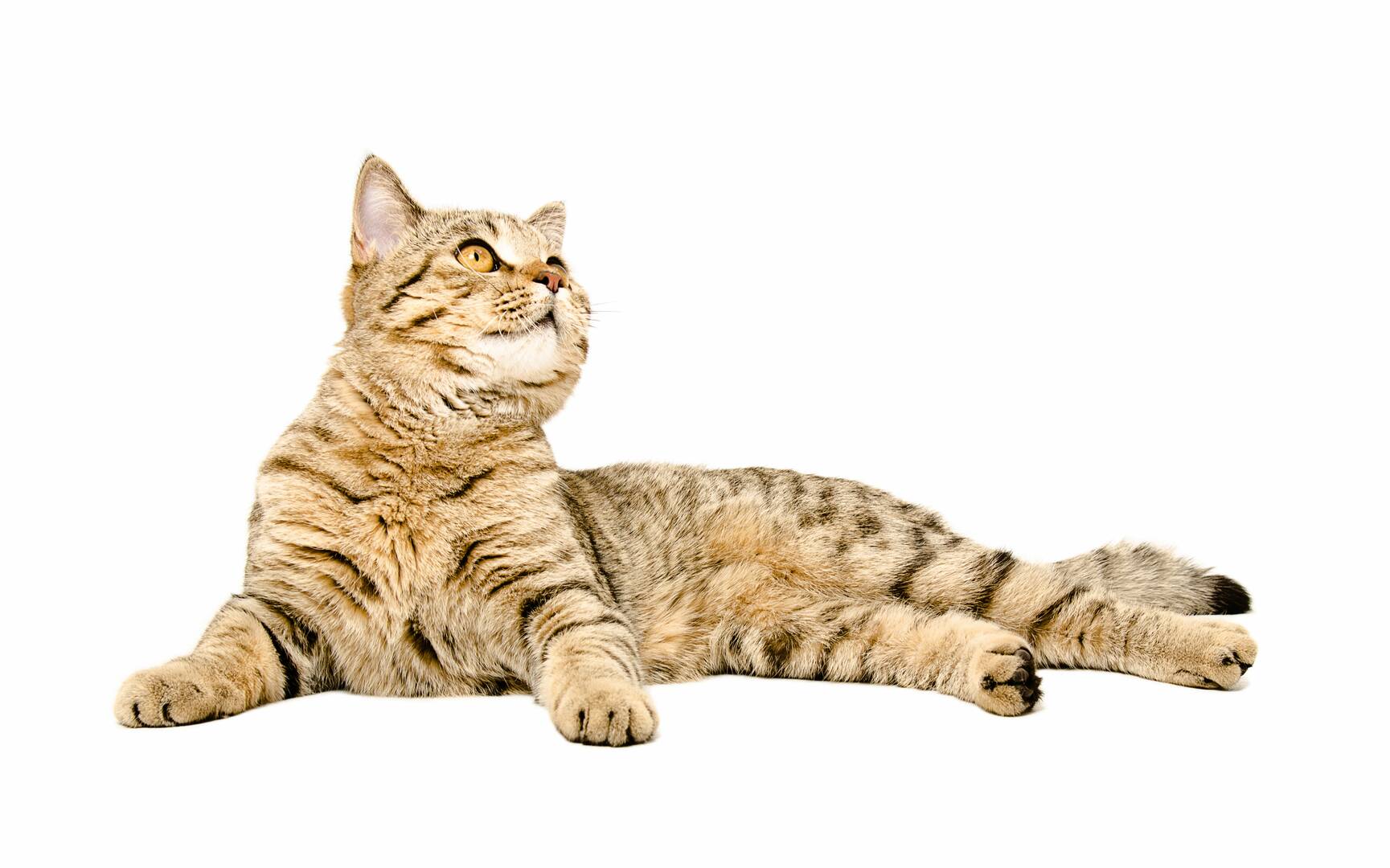1st Pet Veterinary Centers