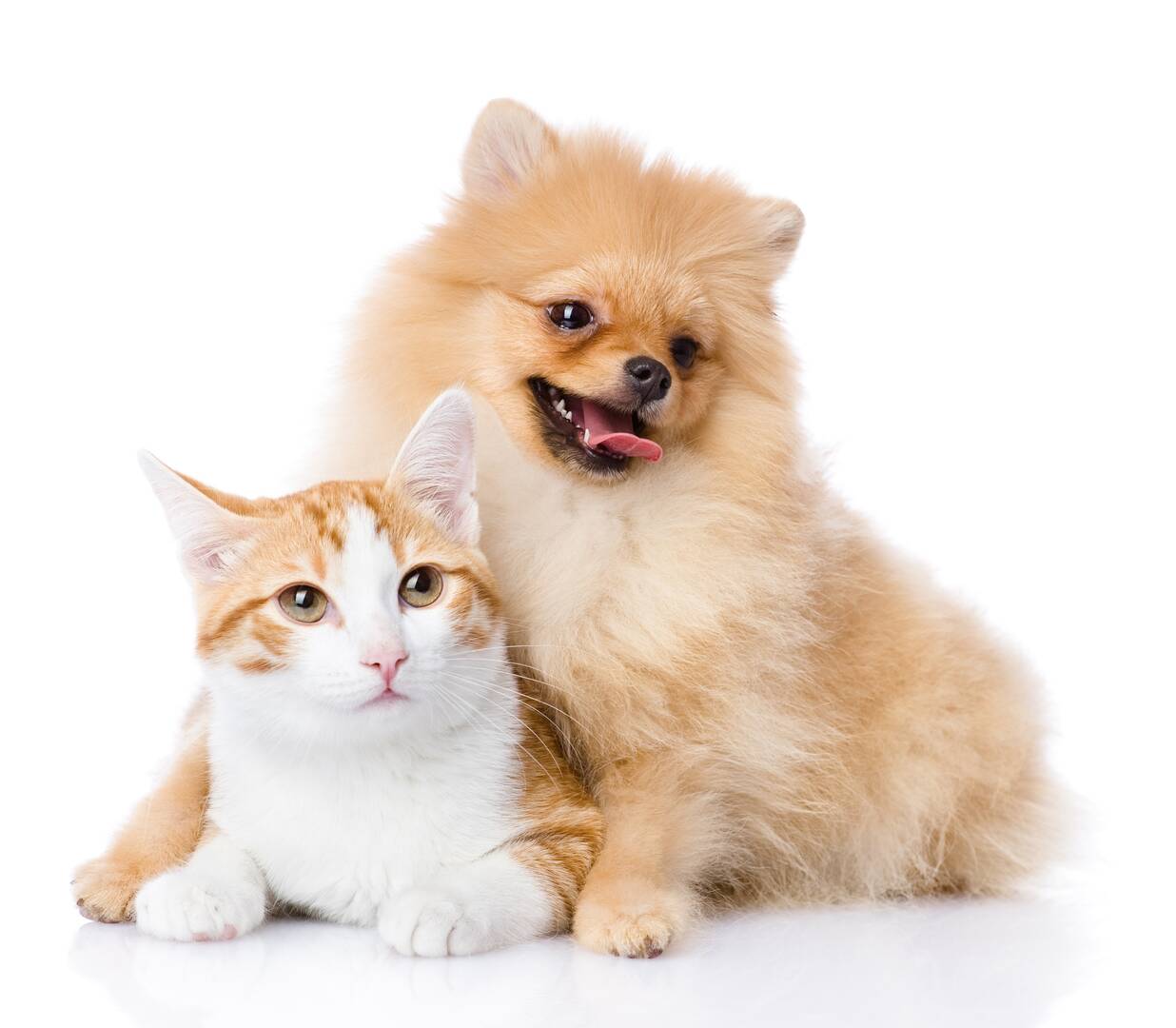West Charleston Animal Hospital